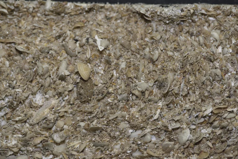 Nahaufnahme geologischen Probenmaterials mit sichtbarer Struktur